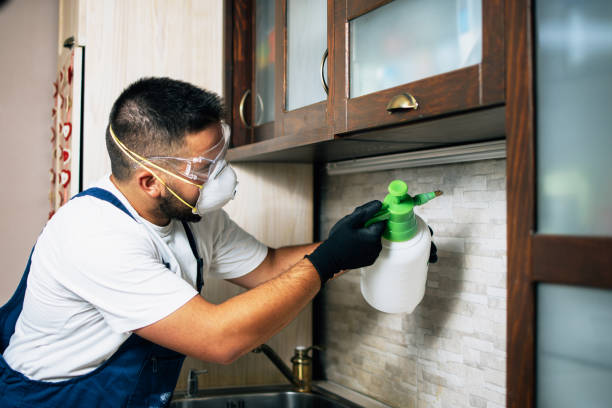 Best Wasp Removal Services  in Hot Springs Village, AR