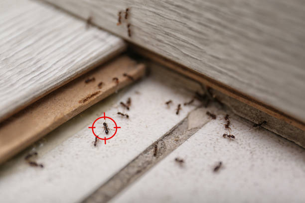 Pest Control Cost in Hot Springs Village, AR