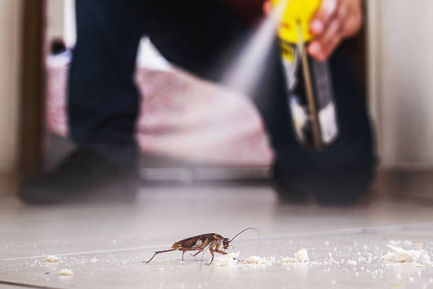 Best Best Pest Control Companies  in Hot Springs Village, AR