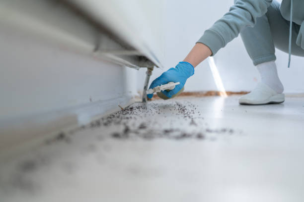 Flea Control Services in Hot Springs Village, AR
